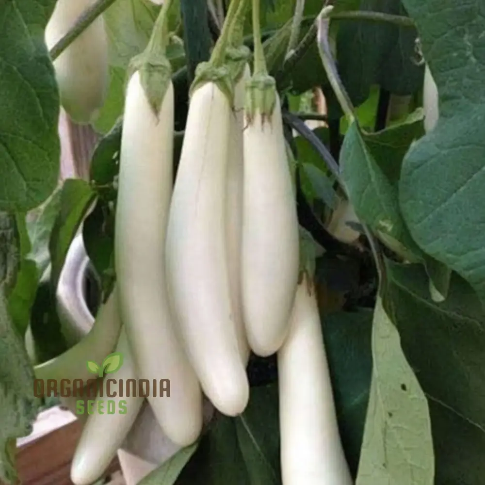 Brinjal White Long Hybrid Seeds, Elevate Your Gardening with High-Yield, Deliciously Unique Eggplants - Image 3