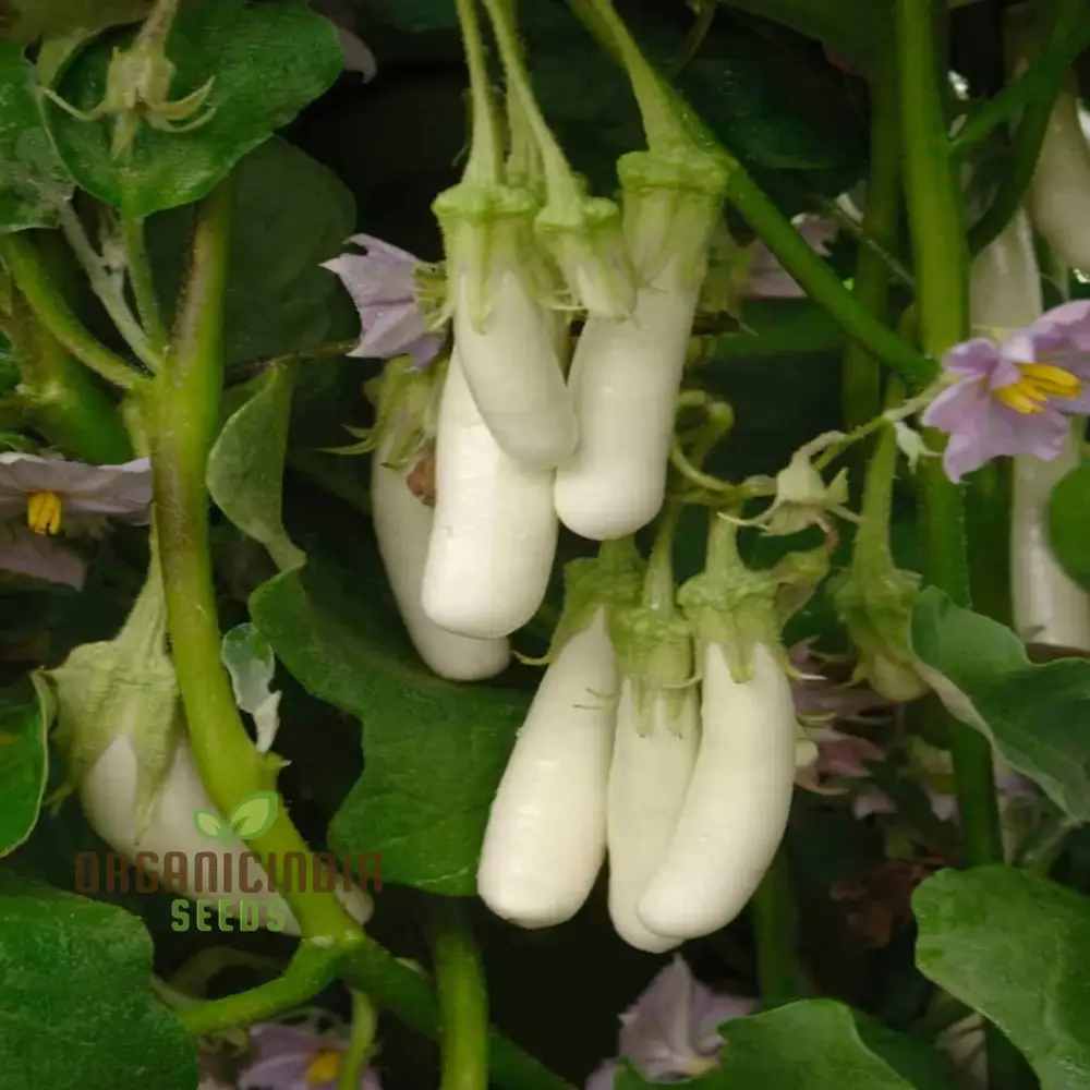 Brinjal White Long Hybrid Seeds, Elevate Your Gardening with High-Yield, Deliciously Unique Eggplants - Image 4