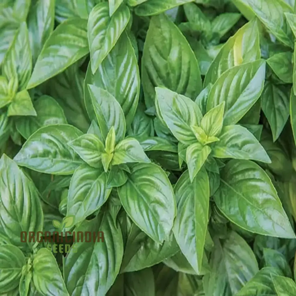 British Basil Seeds for Planting – Premium Organic, Fresh Aromatic Herb Variety