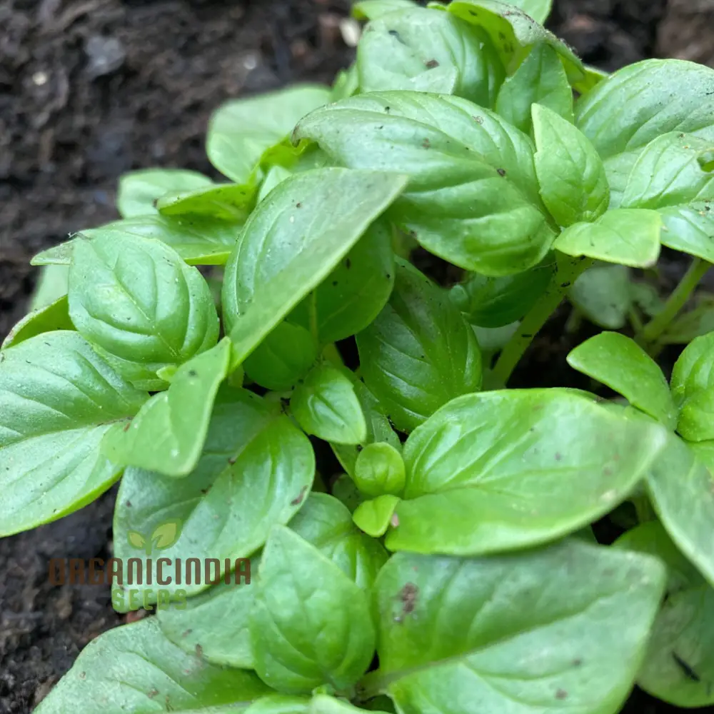 British Basil Seeds for Planting – Premium Organic, Fresh Aromatic Herb Variety - Image 3