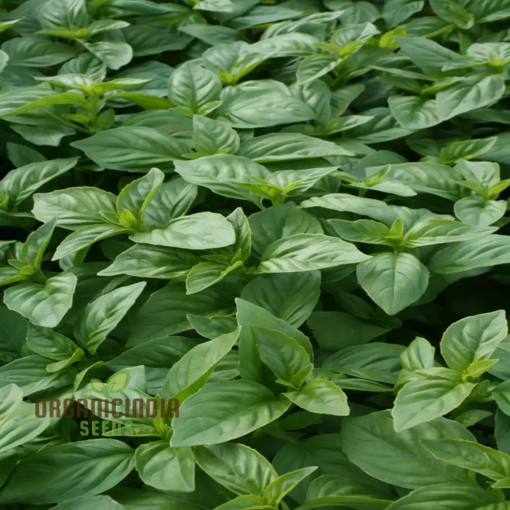 British Basil Seeds for Planting – Premium Organic, Fresh Aromatic Herb Variety - Image 4