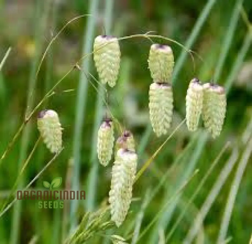Briza Maxima Seeds – Quaking Grass Ornamental Variety for Garden Planting
