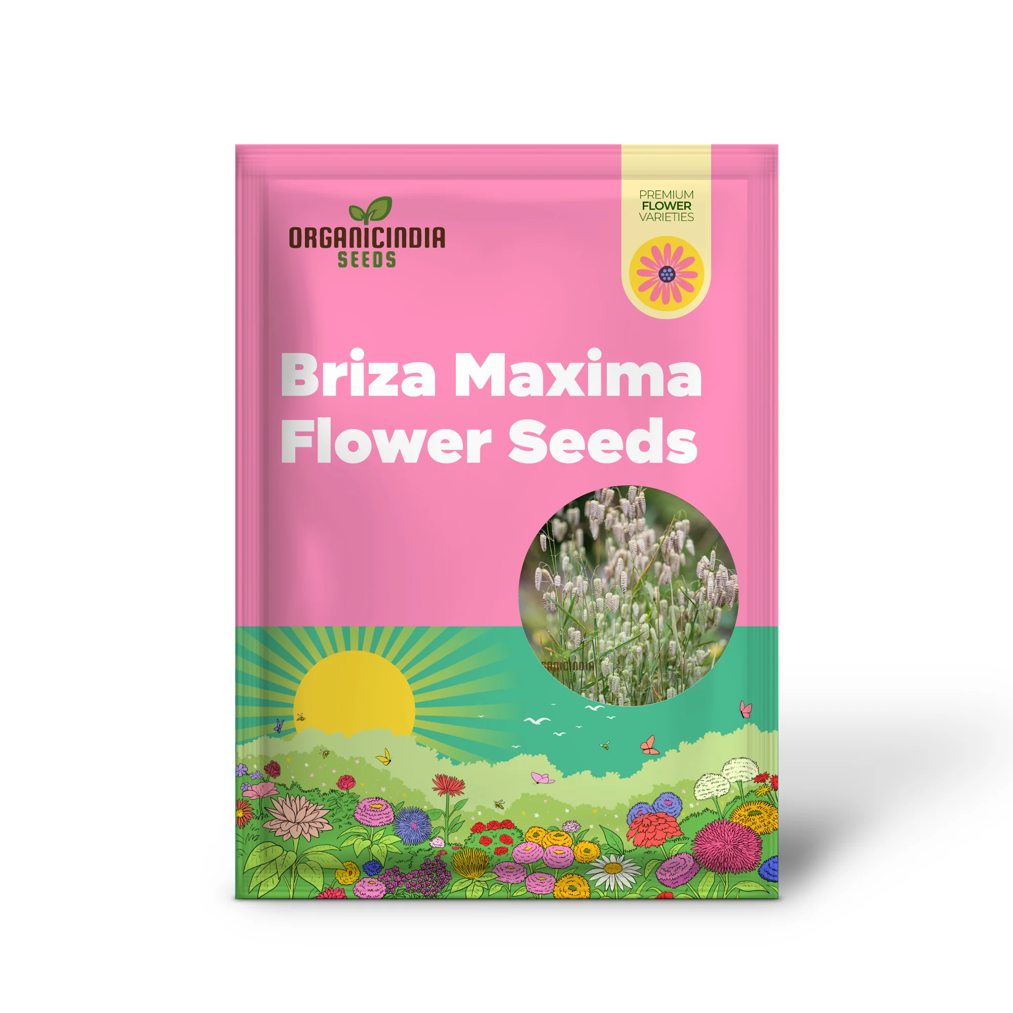 Briza Maxima Seeds – Quaking Grass Ornamental Variety for Garden Planting - Image 2
