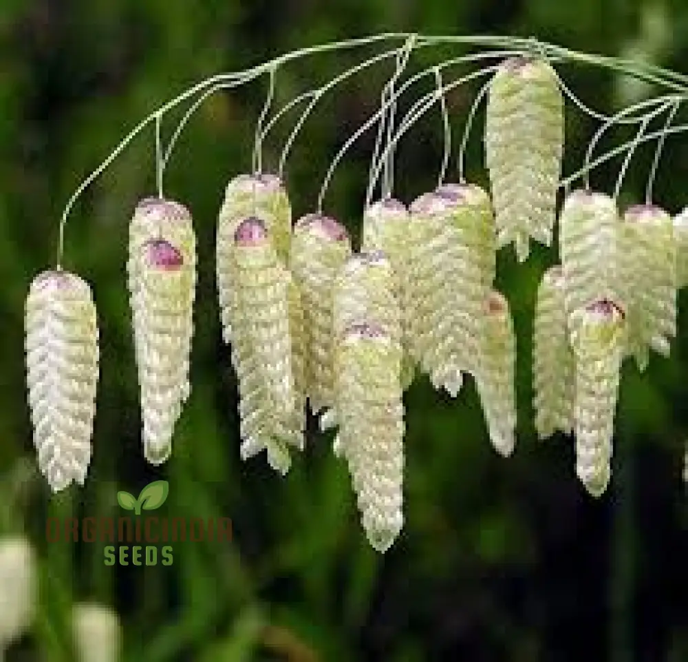Briza Maxima Seeds – Quaking Grass Ornamental Variety for Garden Planting - Image 3
