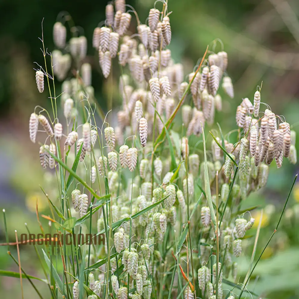 Briza Maxima Seeds – Quaking Grass Ornamental Variety for Garden Planting - Image 4