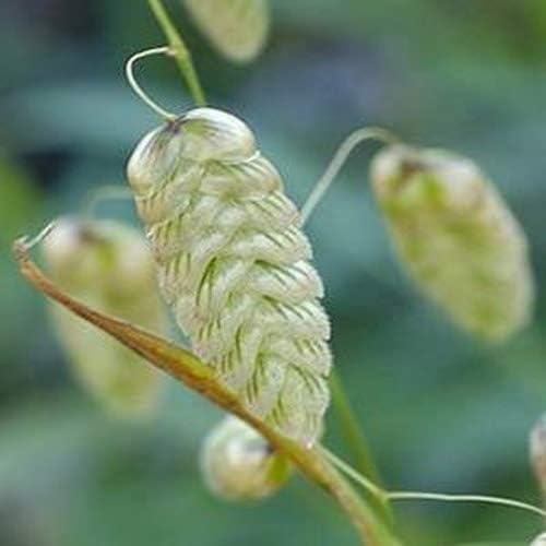 Briza Maxima Seeds – Quaking Grass Ornamental Variety for Garden Planting - Image 5