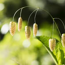 Briza Maxima Seeds – Quaking Grass Ornamental Variety for Garden Planting - Image 6