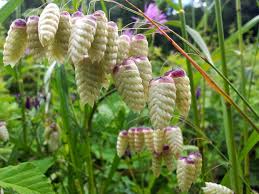Briza Maxima Seeds – Quaking Grass Ornamental Variety for Garden Planting - Image 7
