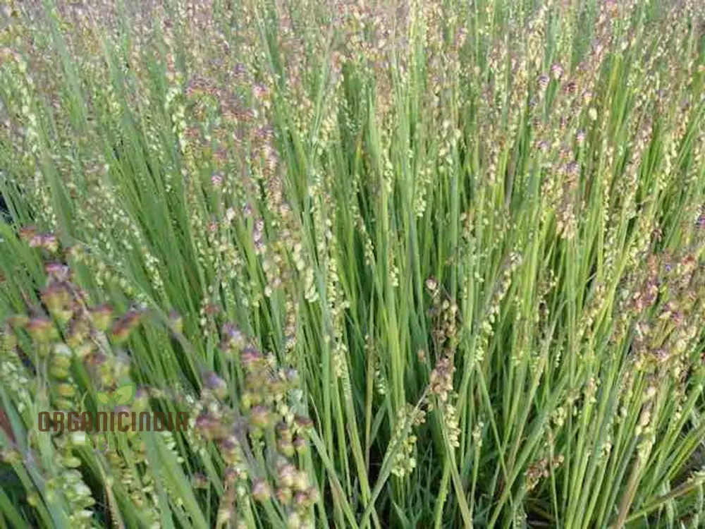 Briza Media Seeds For Planting: Cultivating Green Dreams with Expert Gardening Supplies & Tools for Your Flourishing Garden Sanctuary" - Image 3