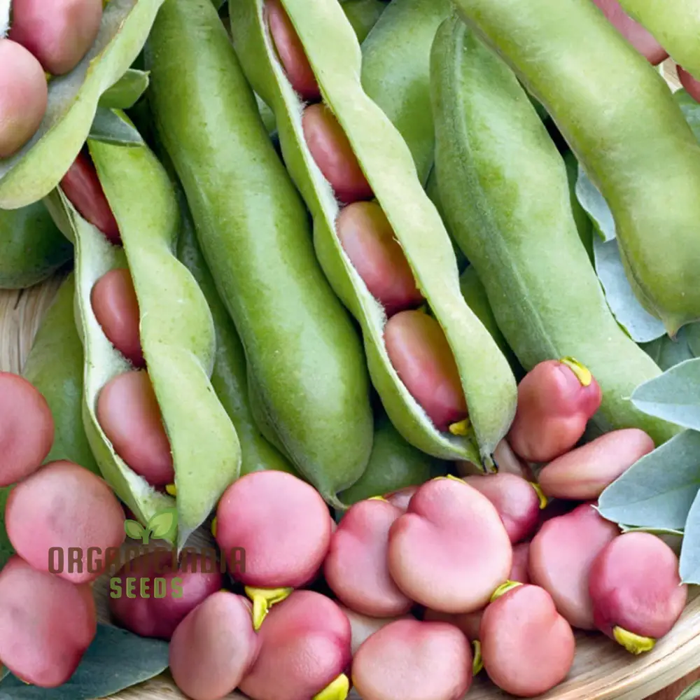 Broad Bean Karmazyn Vegetable Seeds for Planting, Premium Quality Seeds for Home Gardening