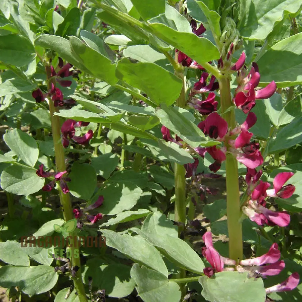 Broad Bean Karmazyn Vegetable Seeds for Planting, Premium Quality Seeds for Home Gardening - Image 3