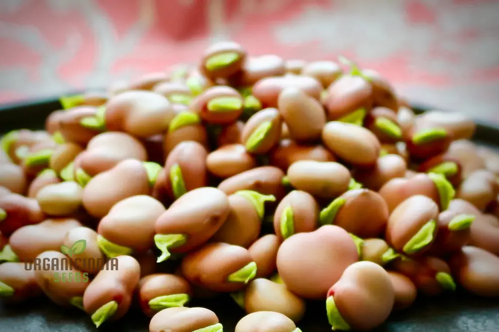 Broad Bean Karmazyn Vegetable Seeds for Planting, Premium Quality Seeds for Home Gardening - Image 4
