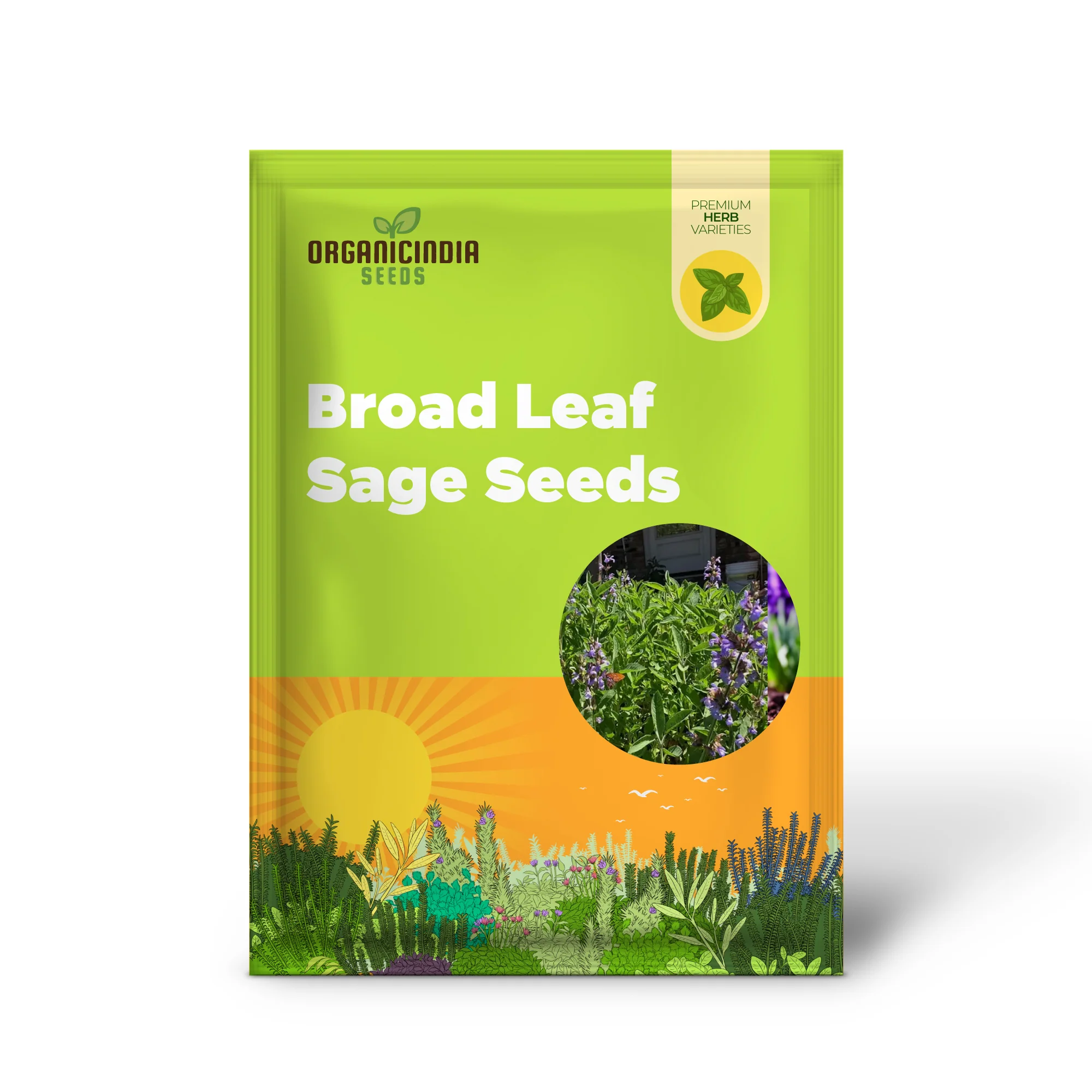 Broad Leaf Sage Seeds for Planting – Organic, Aromatic & High-Germination Herb Variety - Image 2