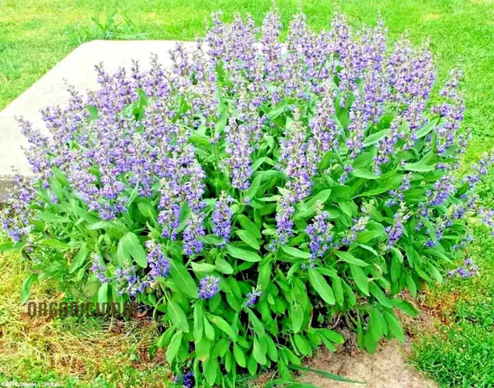 Broad Leaf Sage Seeds for Planting – Organic, Aromatic & High-Germination Herb Variety - Image 3