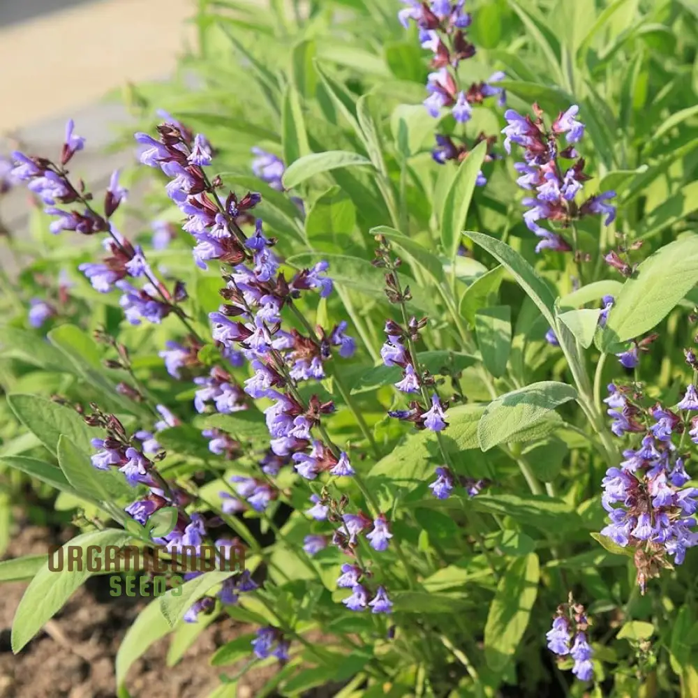 Broad Leaf Sage Seeds for Planting – Organic, Aromatic & High-Germination Herb Variety - Image 4