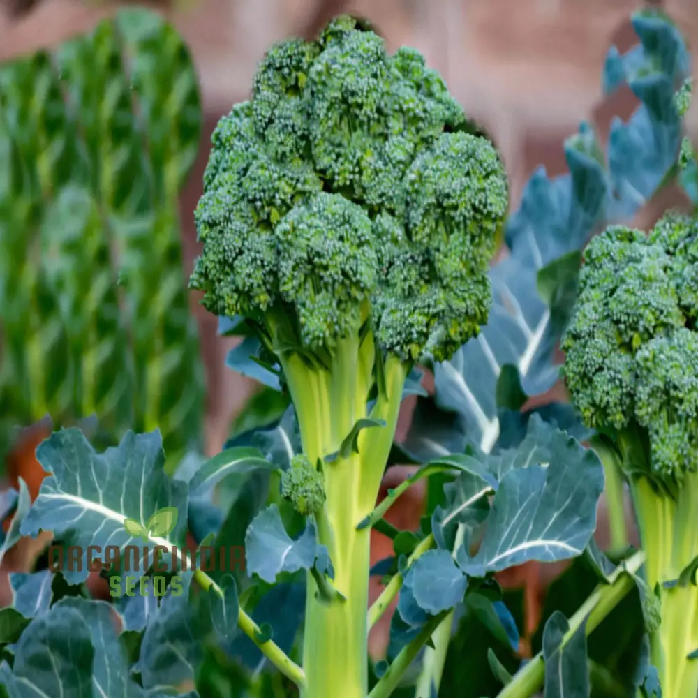 Broccoli Calabrese Green Sprouting Vegetable Seeds, Heirloom, High-Yield, Easy to Growing plant