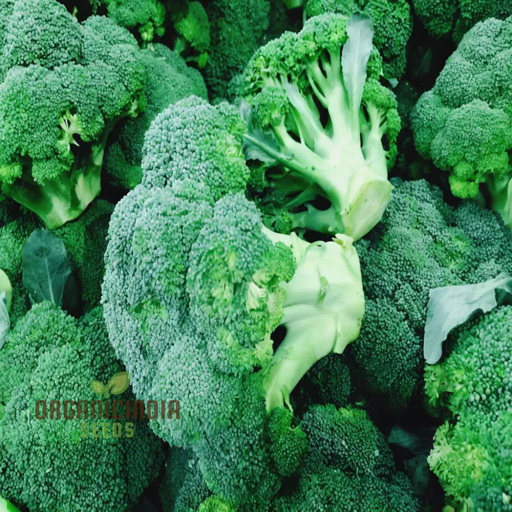 Broccoli Calabrese Green Sprouting Vegetable Seeds, Heirloom, High-Yield, Easy to Growing plant - Image 4
