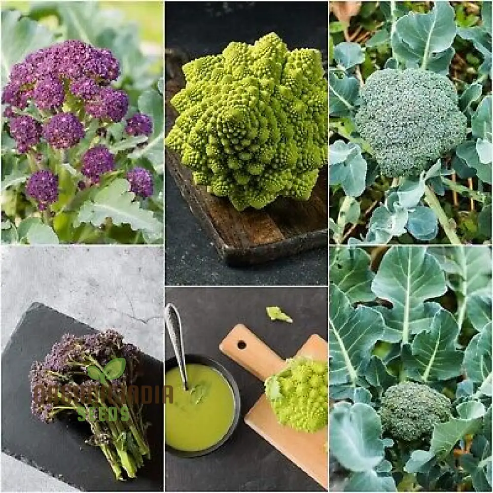 Broccoli Heirloom Mix Seeds for Planting - Premium Quality Seeds for Gardening Enthusiasts - Image 3