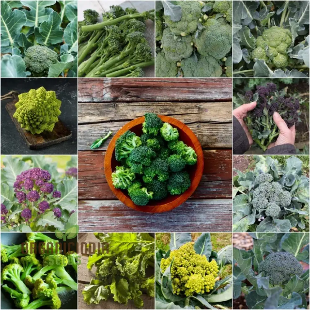 Broccoli Heirloom Mix Seeds for Planting - Premium Quality Seeds for Gardening Enthusiasts - Image 4