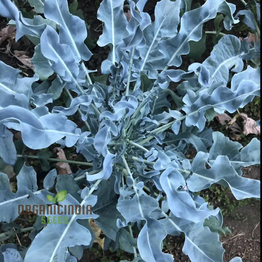 Broccoli - Leaf Spigariello Seeds for Home Gardening | Premium Quality Vegetable Seeds