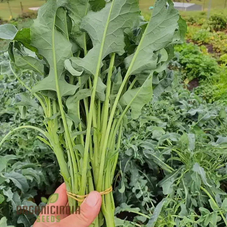Broccoli - Leaf Spigariello Seeds for Home Gardening | Premium Quality Vegetable Seeds - Image 3