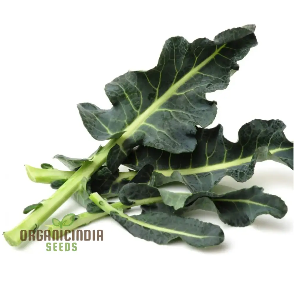 Broccoli - Leaf Spigariello Seeds for Home Gardening | Premium Quality Vegetable Seeds - Image 4