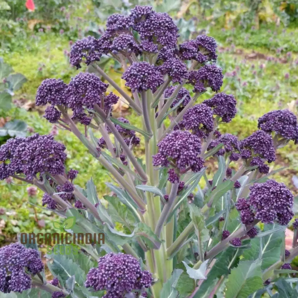 BROCCOLI MENDOCINO SEEDS - Cultivate Your Garden with Premium Quality Seeds for Gardening Enthusiasts