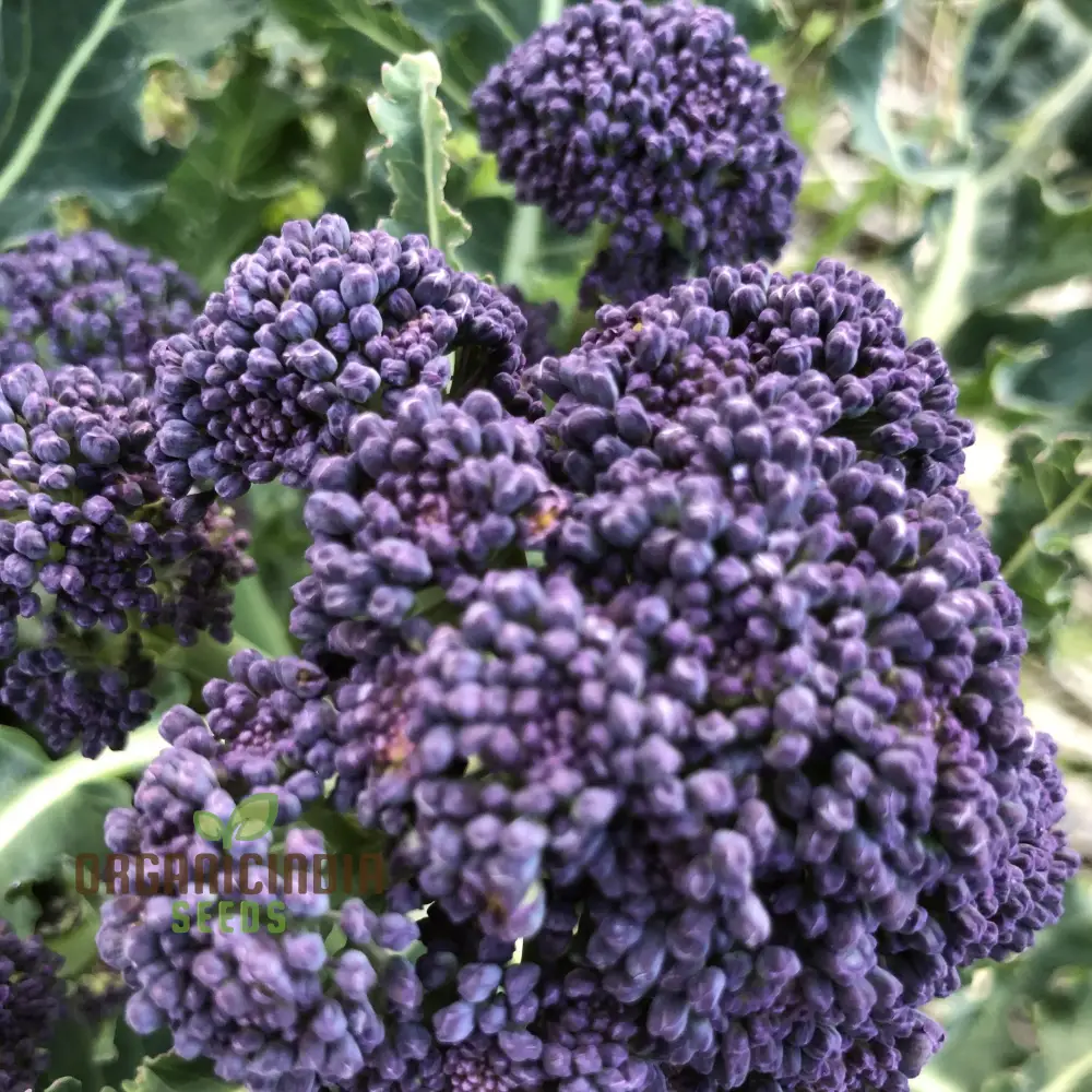 BROCCOLI MENDOCINO SEEDS - Cultivate Your Garden with Premium Quality Seeds for Gardening Enthusiasts - Image 3