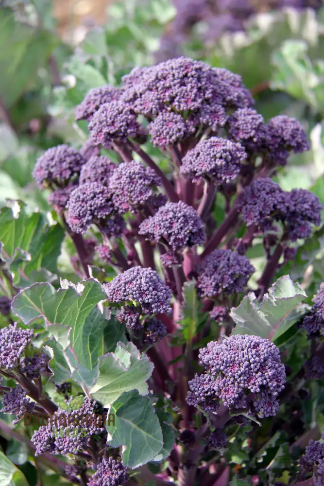 BROCCOLI MENDOCINO SEEDS - Cultivate Your Garden with Premium Quality Seeds for Gardening Enthusiasts - Image 4