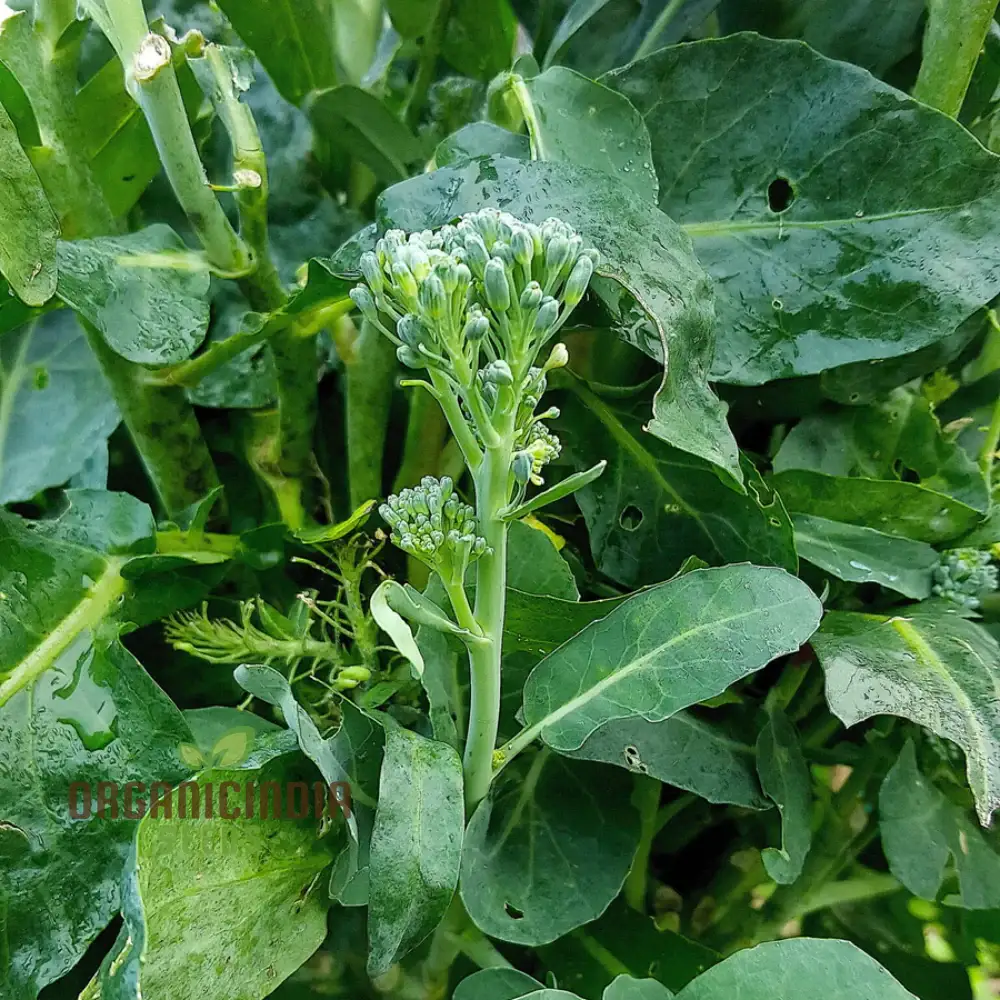Broccoli-Raab Seeds - Spring Rapini for Gardening Enthusiasts - Image 3