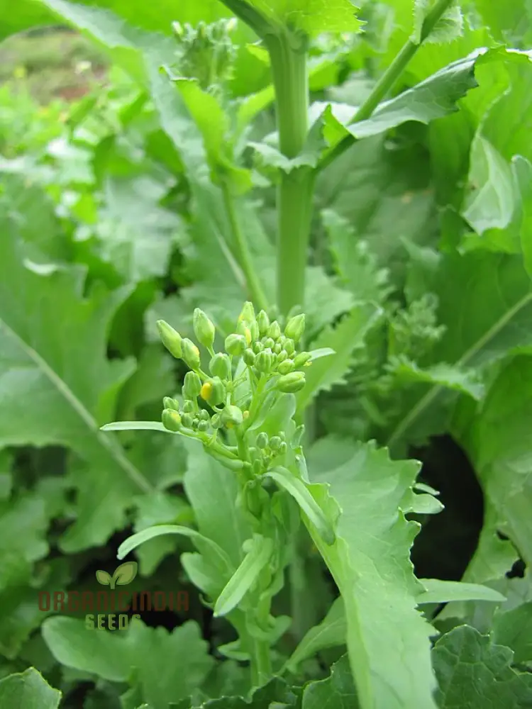Broccoli-Raab Seeds - Spring Rapini for Gardening Enthusiasts - Image 4