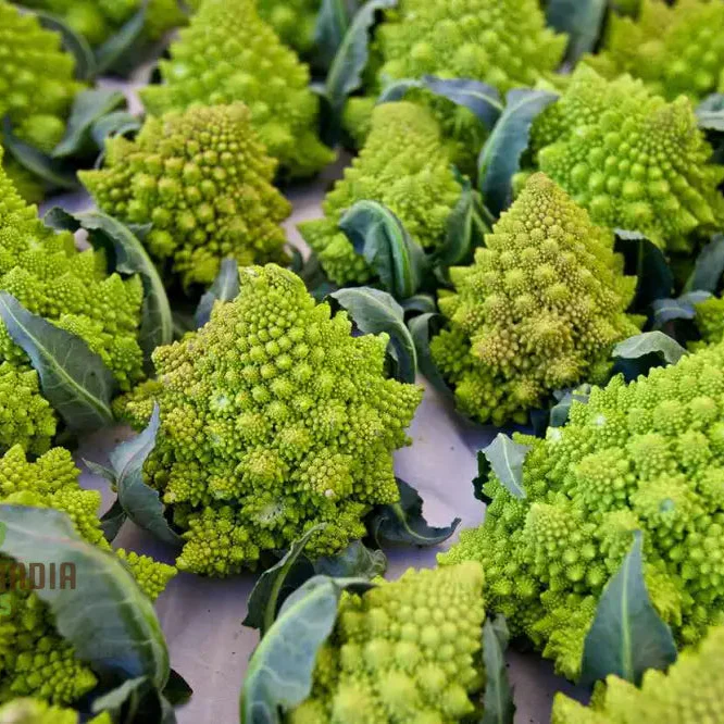 Broccoli - Romanesco Seeds for Gardening Enthusiasts | Premium Quality, Heirloom Variety | Ideal for Home Gardens and Organic Gardening