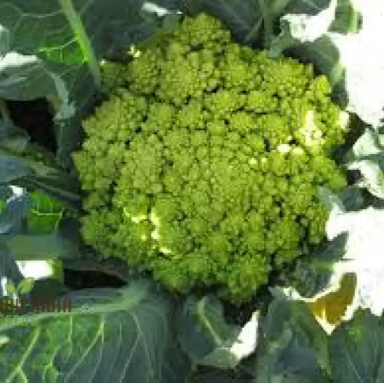 Broccoli - Romanesco Seeds for Gardening Enthusiasts | Premium Quality, Heirloom Variety | Ideal for Home Gardens and Organic Gardening - Image 3