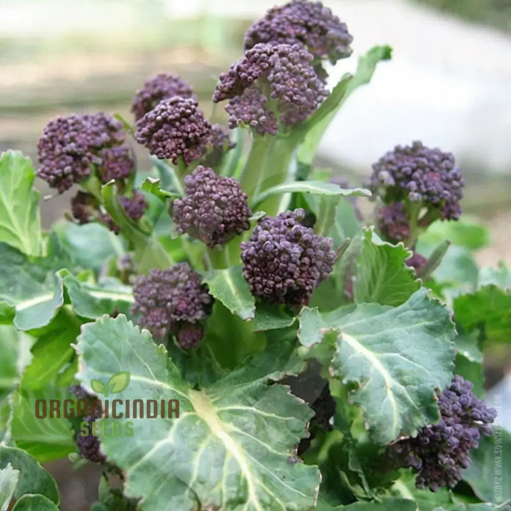 Broccoli 'Rudolph' Vegetable Seeds, Cultivate Healthy and Flavorful Broccoli with Expert Tips on Growing from Seed to Harvest