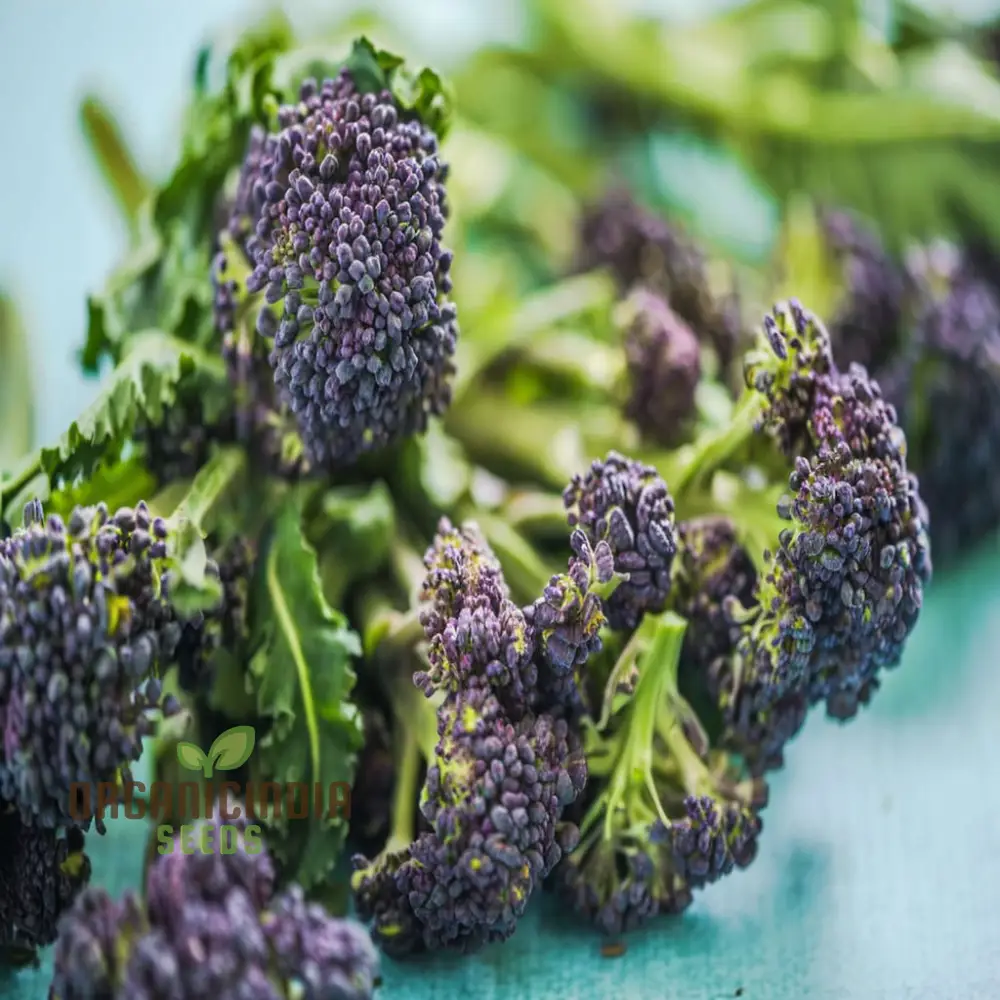 Broccoli 'Rudolph' Vegetable Seeds, Cultivate Healthy and Flavorful Broccoli with Expert Tips on Growing from Seed to Harvest - Image 3