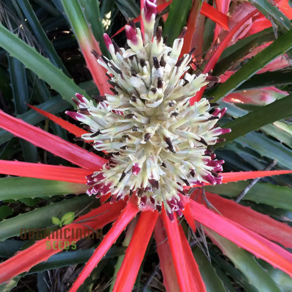 Bromelia Pinguin Seeds For Planting, Exotic Beauty for Your Garden, Rare and Vibrant Varieties