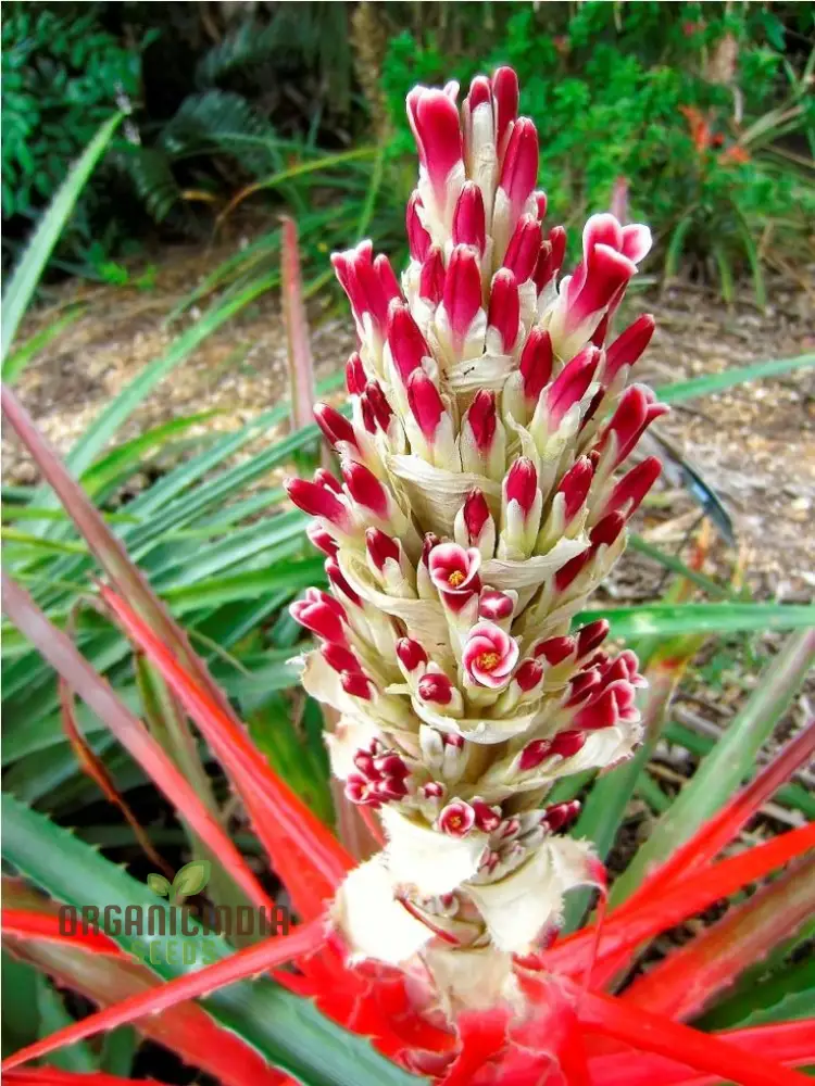 Bromelia Pinguin Seeds For Planting, Exotic Beauty for Your Garden, Rare and Vibrant Varieties - Image 2
