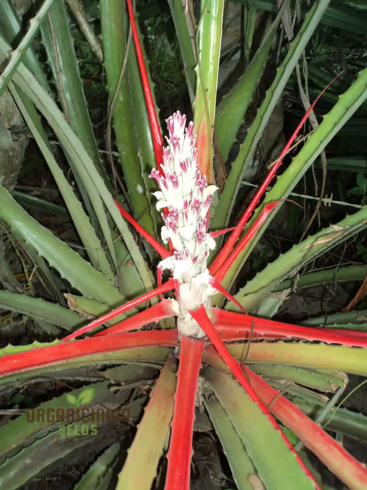 Bromelia Pinguin Seeds For Planting, Exotic Beauty for Your Garden, Rare and Vibrant Varieties - Image 3