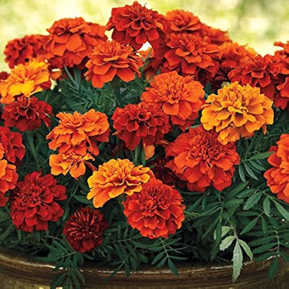 Bronze with Gold Highlights Marigold Seeds, Warm, Glowing Blooms for Gardens