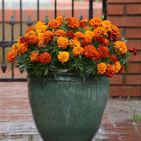 Bronze with Gold Highlights Marigold Seeds, Warm, Glowing Blooms for Gardens - Image 3