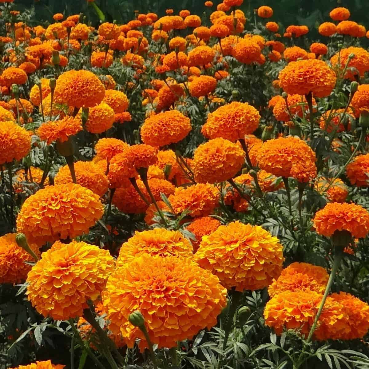 Bronze with Gold Highlights Marigold Seeds, Warm, Glowing Blooms for Gardens - Image 4