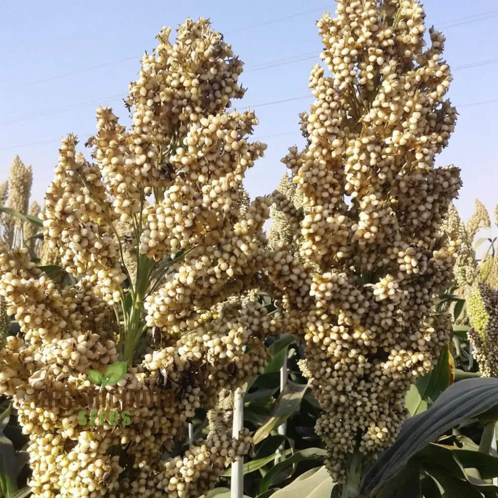Broom Corn Seeds, Premium Quality Planting Seeds for Robust Broom Corn Cultivation - Image 3