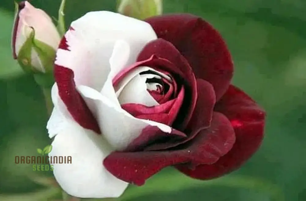 Rose Seeds (Brown and White Mixed Rose Seeds) - Unique Stunning Blooms for Gardens