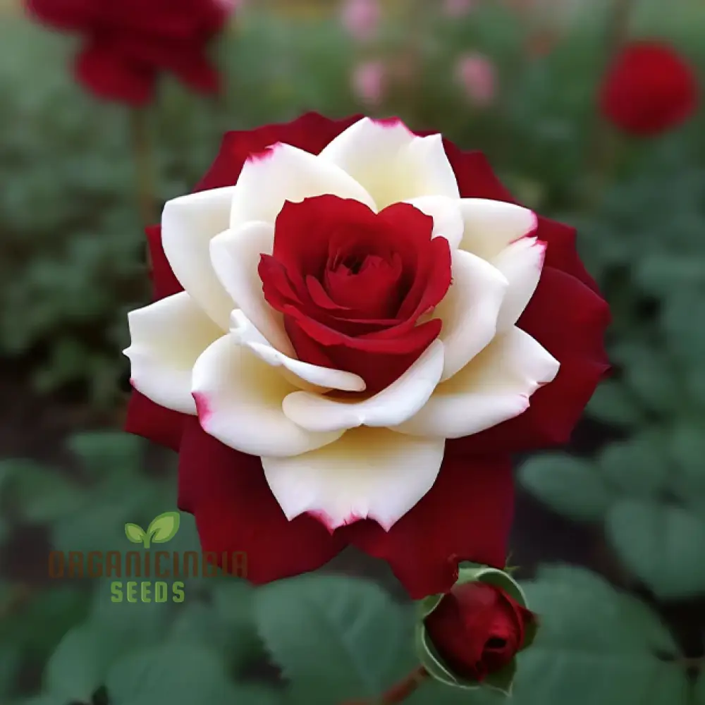 Rose Seeds (Brown and White Mixed Rose Seeds) - Unique Stunning Blooms for Gardens - Image 3