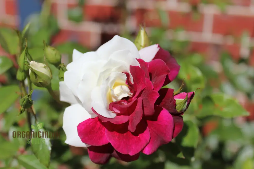 Rose Seeds (Brown and White Mixed Rose Seeds) - Unique Stunning Blooms for Gardens - Image 4
