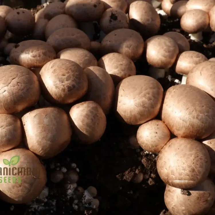 Brown Button Mushroom with Vegetable Seeds for Natural Beauty Grow Your Own