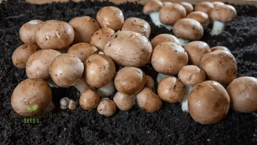 Brown Button Mushroom with Vegetable Seeds for Natural Beauty Grow Your Own - Image 4