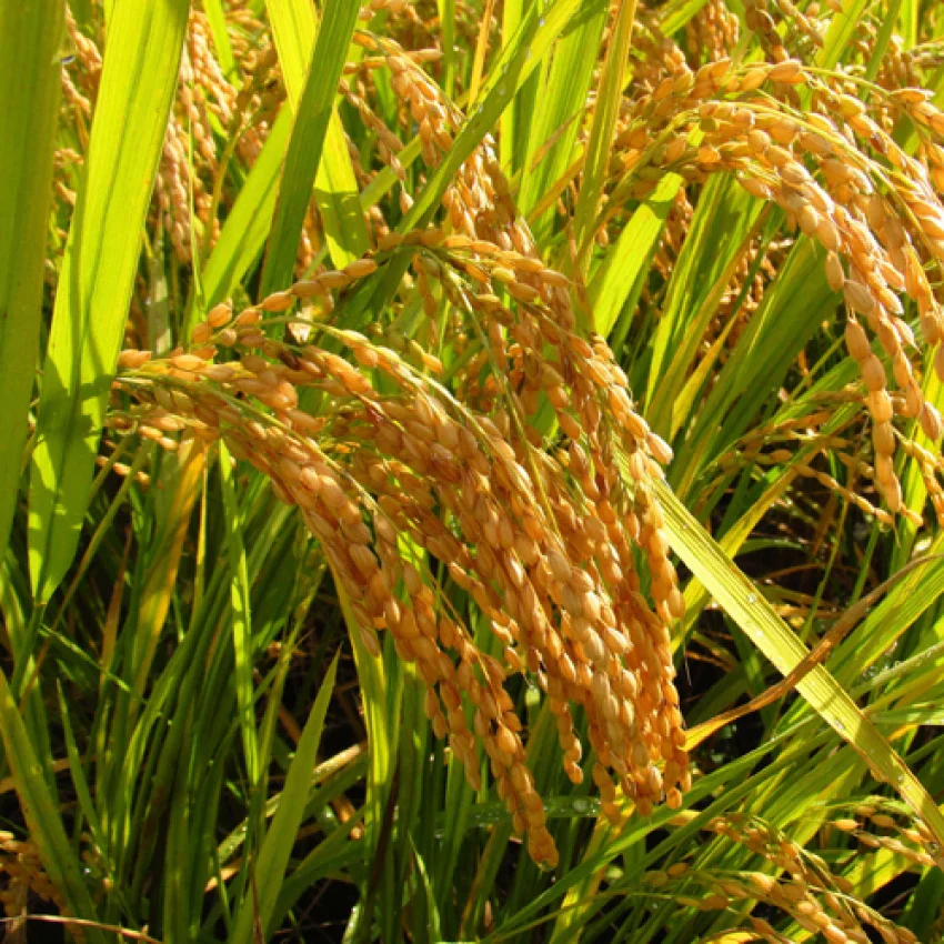 Brown Jasmine Rice Seeds,Vegetable Seeds for Planting - Image 4