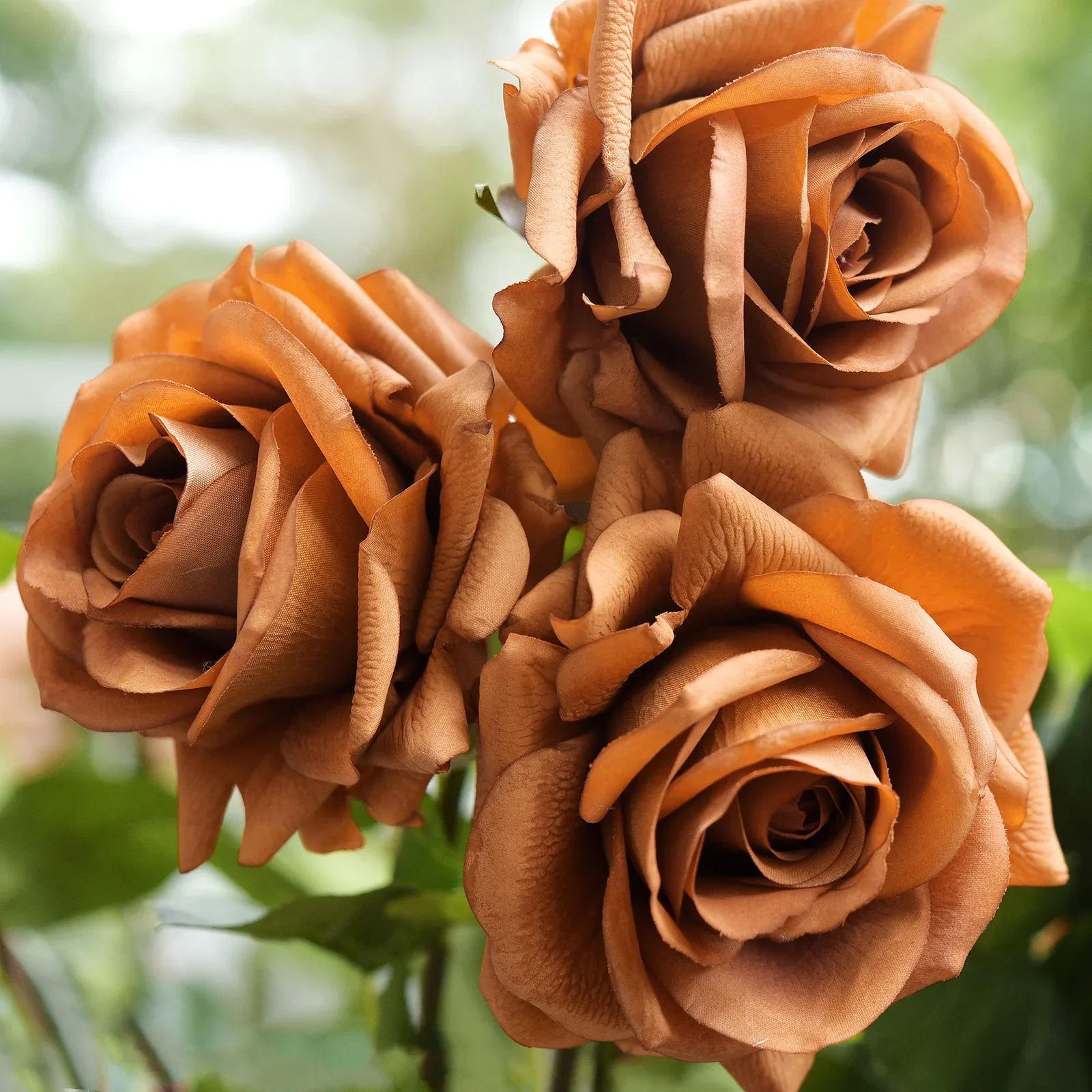 Brown Rose Flower Seeds , Rare Chocolate-Toned Blooms, Easy to Grow, Non-GMO - Image 2