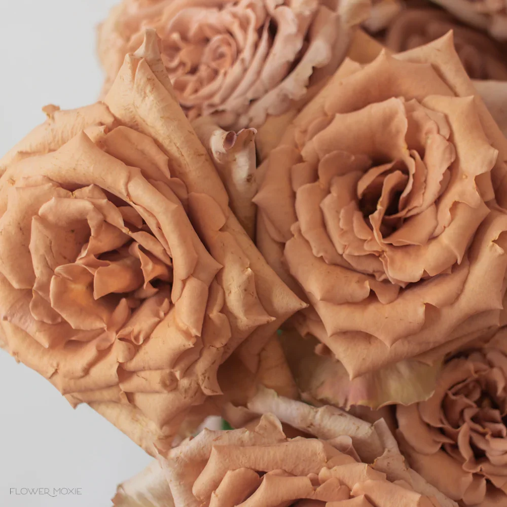 Brown Rose Flower Seeds , Rare Chocolate-Toned Blooms, Easy to Grow, Non-GMO - Image 3
